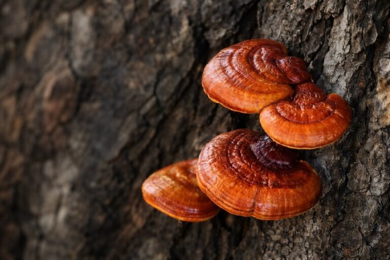 Reishi grybo nauda